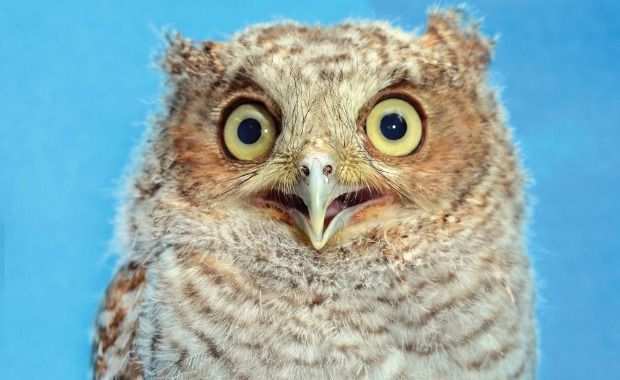 Source: TraerScott- Screech owl