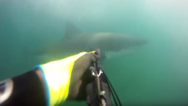 Video Shows College Student Narrowly Escape Great White Shark Attack
