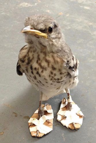 Source: Lorraine Barbosa / California Wildlife Center