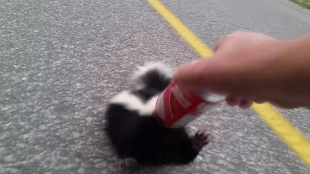 Watch This Man Save This Helpless Skunk (Very Carefully)