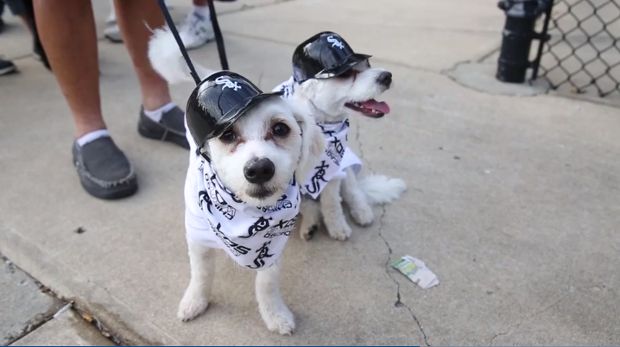 Going, Going, Doggone! White Sox Set Guinness World Record for Most Dogs at Game