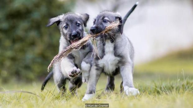 Cuteness Overload: World’s First Confirmed Set of Identical Twin Puppies Born
