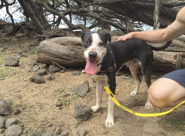 Source: THE MAUI HUMANE SOCIETY