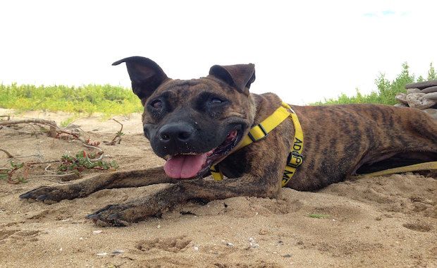 Source: THE MAUI HUMANE SOCIETY