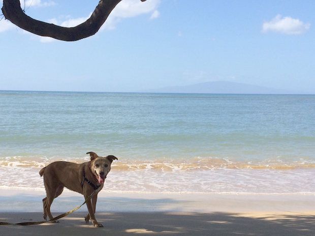 Source: THE MAUI HUMANE SOCIETY