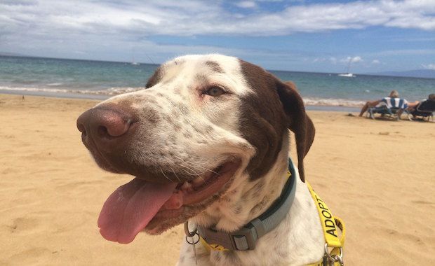 Shelter’s ‘Beach Buddy’ Program Gives Dogs a Day Out and Helps Them Find Forever Homes