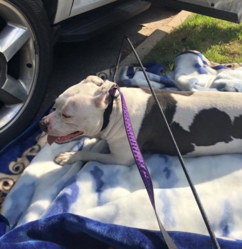 Source: Detroit Youth & Dog Rescue