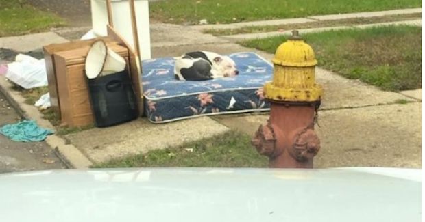 This Dog Is Finally in Good Hands After Being Abandoned for a Month