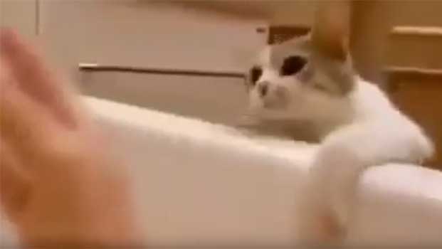 Cat Thinks Its Human Is Drowning Whenever She Takes a Bath