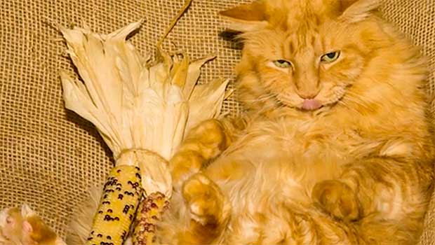 Source: AOL/Buzzfeed