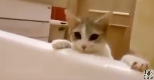 Source: YouTube/I Love Cats Video