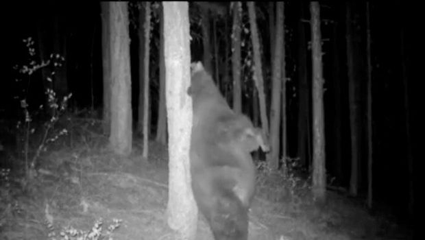 Chubby Bear Channels Its Inner ‘Baloo,’ Scratches Back on Tree Before Hibernating