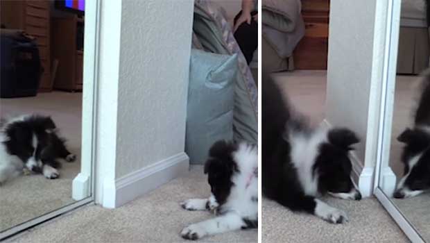 Watch This Adorable Puppy Get Incredibly Confused by Not One, but Two Mirrors