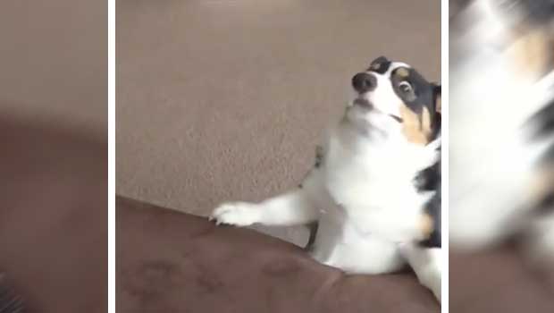 Corgi Failing to Jump on Couch Is All of Us Just Trying to Get to the Weekend