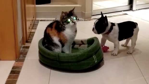 French Bulldog Puppy Reclaims Bed From Cat in Harrowing (Adorable) Video