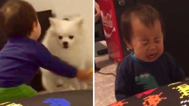 Baby Is Heartbroken When Dog Rejects His Offer of Cuddles
