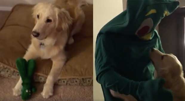 Dog’s Reaction When Her Favorite Toy Comes to Life Is the Greatest Thing Imaginable