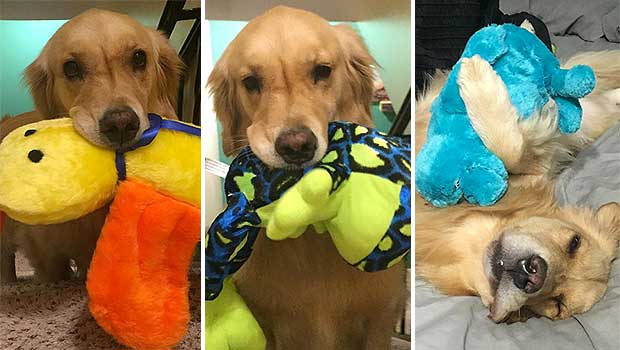 Bedtime Routine for Spoiled Golden Begins Every Night With New Toy Carried Upstairs