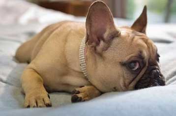 Source: Holidog Times