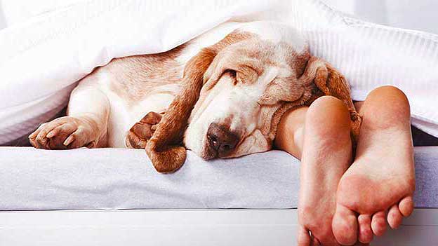 Source: Barking Royalty