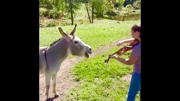 Donkey Sees Woman Playing Violin, Decides to Join Her
