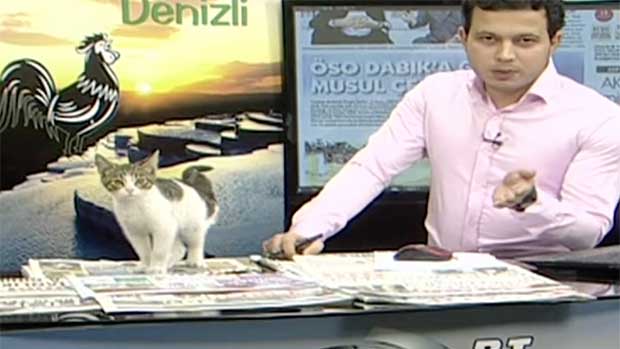 A Star Is Born: Stray Kitten Crashes Live TV News Show, Gets Adopted