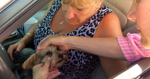 Deadly Parasite That Eats Pets Alive Resurfaces in Florida
