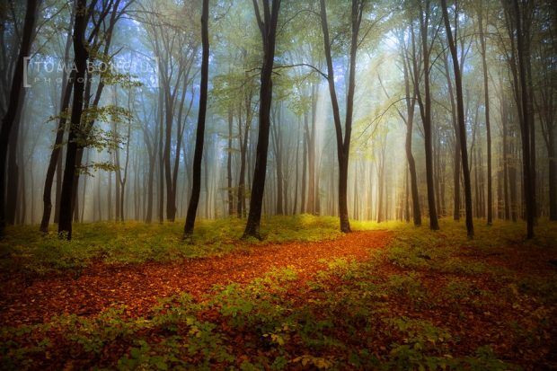 These Breathtaking Forest Photos Will Make You Think You're in Another ...