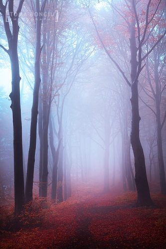 These Breathtaking Forest Photos Will Make You Think You're in Another ...