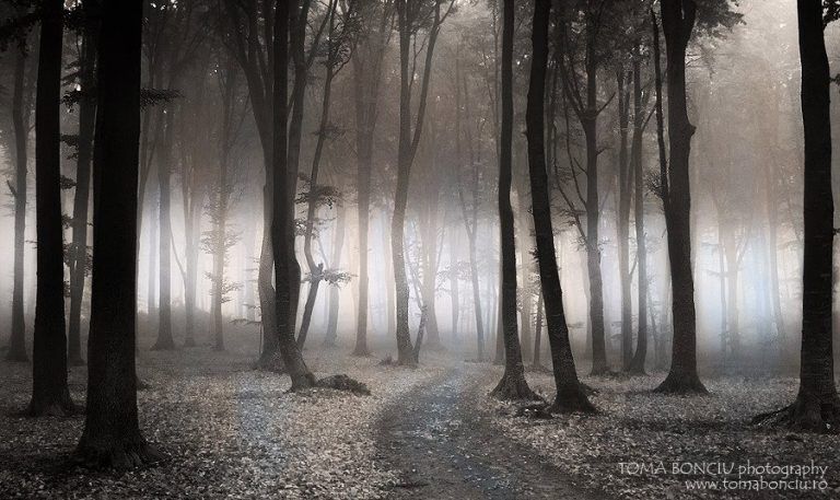 These Breathtaking Forest Photos Will Make You Think You're in Another ...