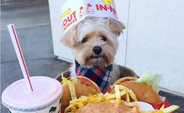 This Dog Is Living the Luxurious Life After Being Rescued Off the Streets
