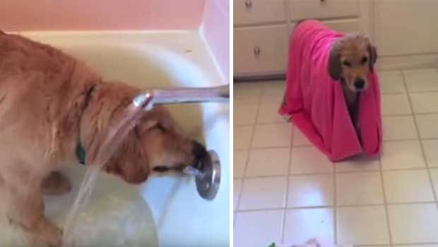 Golden Retriever Puppy Loves Baths so Much He Even Draws Them for Himself