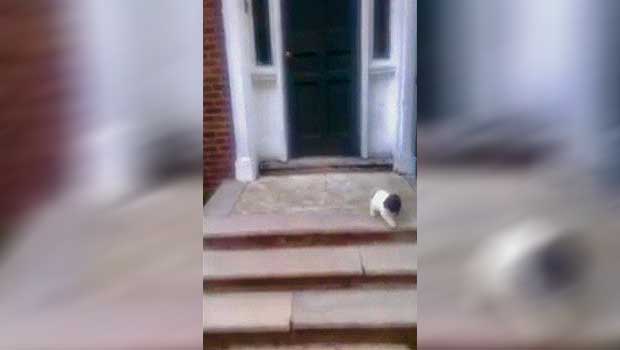 Check Out This Puppy’s Hilarious Leap of Faith