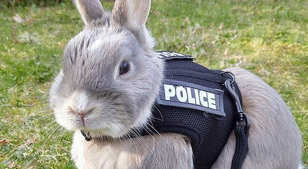 People Are in Love With This Rescue Rabbit in a Police Vest