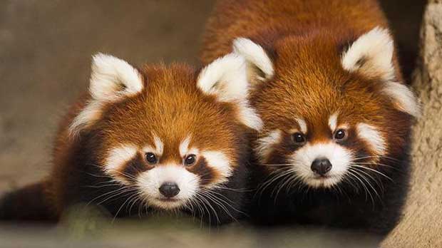 Red Panda Cubs Make Their Debut at Chicago’s Lincoln Park Zoo
