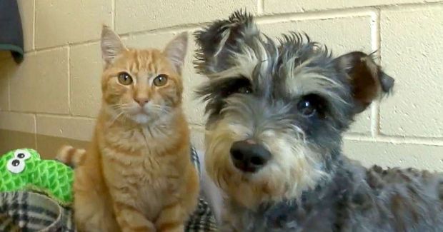 Romeo the Cat and Juliet the Dog Are as Inseparable as the Shakespearean Lovers