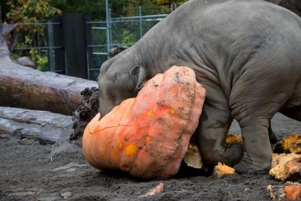 Source: Kathleen C Street / Facebook: oregonzoo