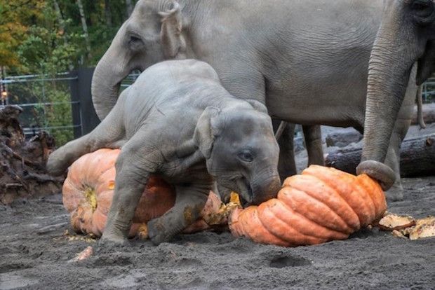Source: Kathleen C Street / Facebook: oregonzoo