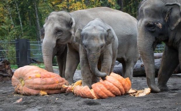 Source: Kathleen C Street / Facebook: oregonzoo