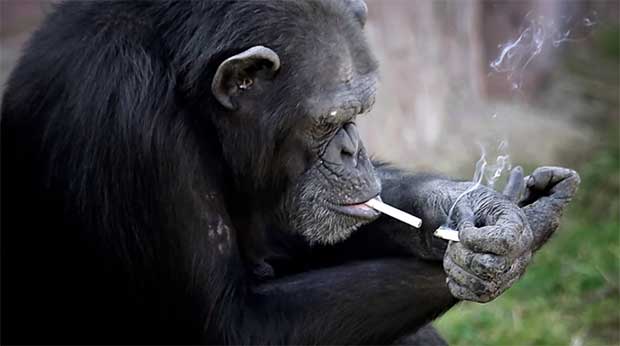 Chimpanze Who Smokes Like a Chimney Is (Unfortunately) Biggest Star at North Korean Zoo