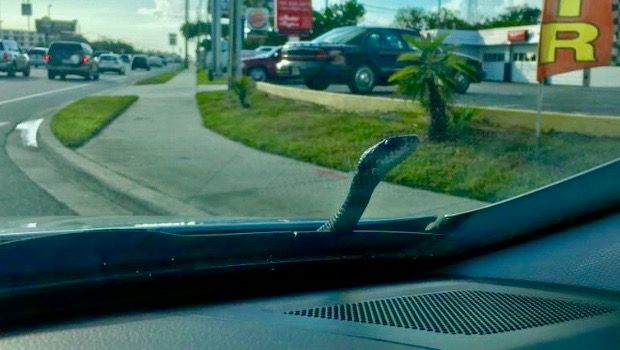 This Wasn’t in the Manual: 6-Foot Snake Crawls Out of Man’s Hood on the Highway