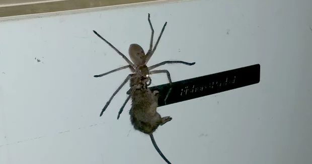 Nope Nope Nope! Viral Video Shows Huge Spider Carrying Larger Mouse