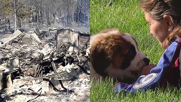 Fireman’s Family Who Lost St. Bernard in Colorado Forest Fire Get Amazing Surprise