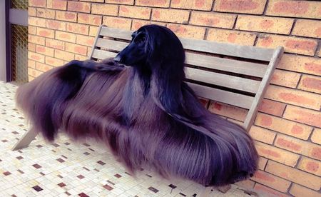 Meet the Afghan Hound Giving Supermodels a Run for Their Money