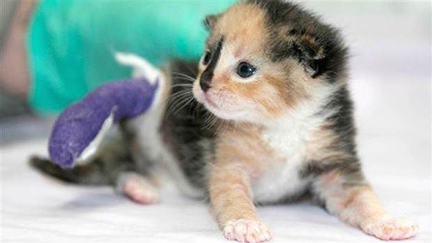 Veteran With PTSD Finds New Purpose After Adopting Amputee Cat