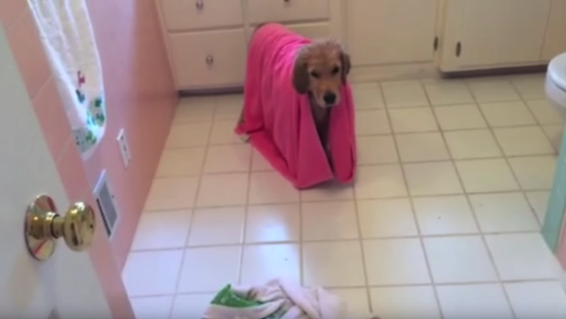 Source: YouTube/BradytheGoldenPup
