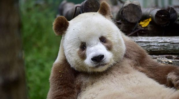 Meet Qizai, the World’s Only Brown Panda