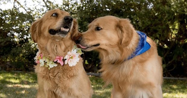 Pregnant Dog Shines Bright During Maternity Photo Shoot