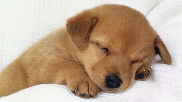 You’re the Person of Your Dog’s Dreams, Literally, Says Harvard Expert