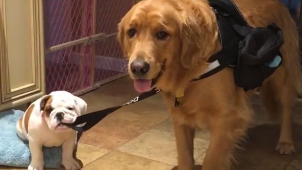 Watch a Puppy Try to Get This Service Dog to Go for a Walk